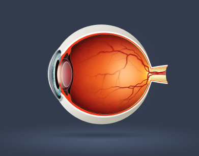 illustration of human eye cross section